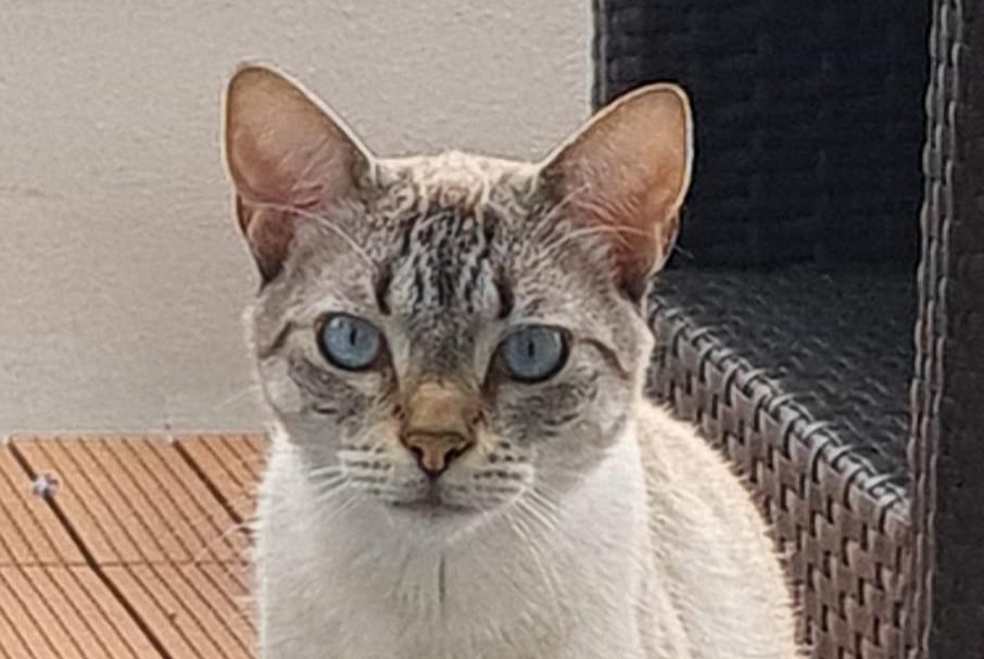 Disappearance alert Cat  Male , 3 years Louvres France