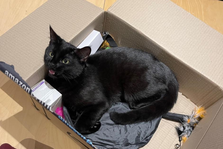 Alerta de Desaparición Gato Hembra , 1 años Beauchamp Francia