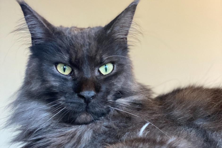 Alerte Disparition Chat Mâle , 3 ans L'Isle-Adam France Alerte Disparition Chat Mâle , 3 ans L'Isle-Adam France