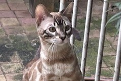 Alerte Disparition Chat  Mâle , 2 ans Soisy-sous-Montmorency France