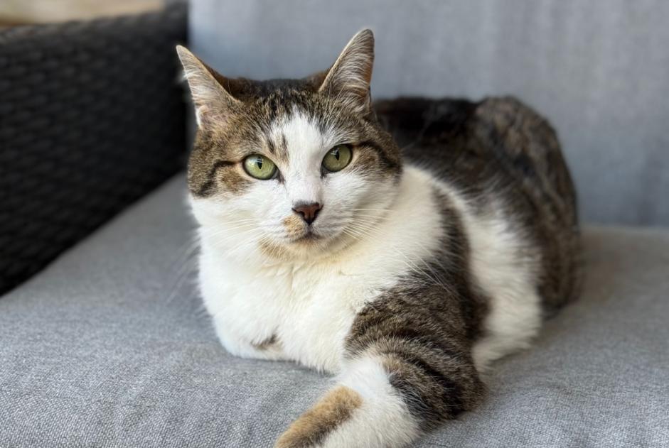 Alerte Disparition Chat  Mâle , 10 ans Beaumont-sur-Oise France